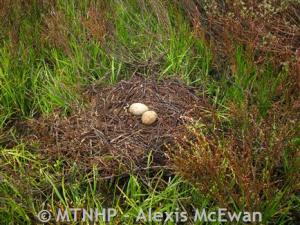 Sandhill-Nest